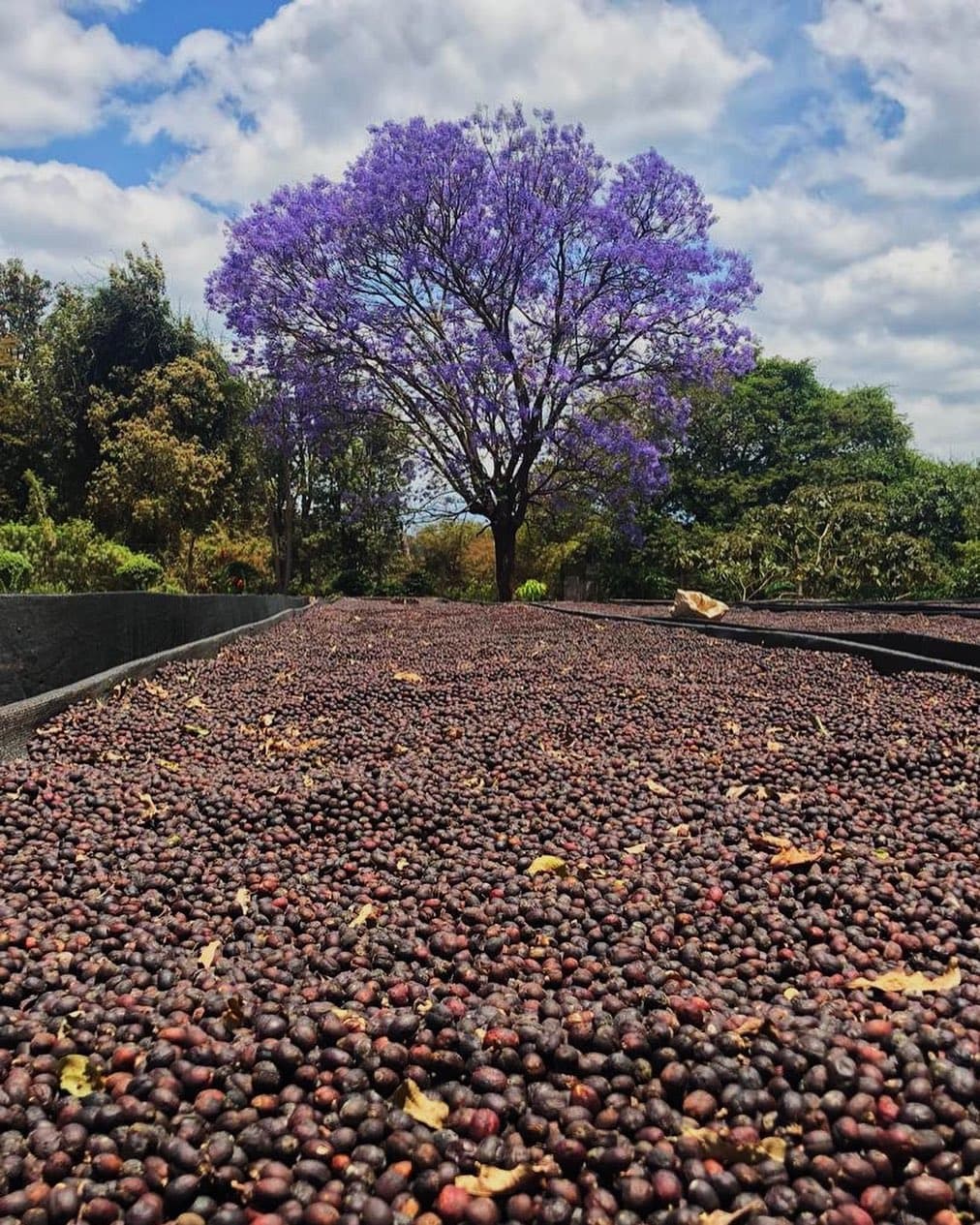 دانه قهوه اتیوپی گوجی هامبلا ۱۰۰ کیلوگرم